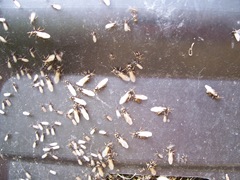 Black lawn ants swarming