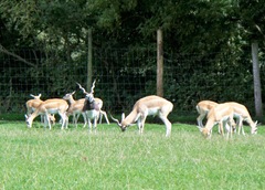 Blackbuck - the male is much darker on the top than the female