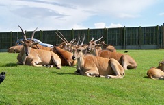 Eland does (females) - African - Largest antelope species