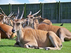 Eland - group of does (females) - the largest antelope - African