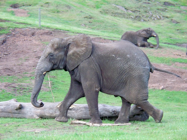 [Elephant playing with a stick at West Midland Safari Park[4].jpg]