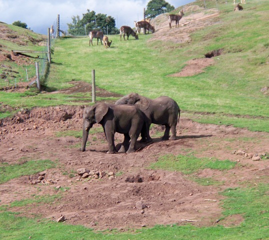 [Elephants in the mud[4].jpg]