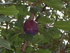 A very large solitary English plum - the only fruit on the tree - September 2009