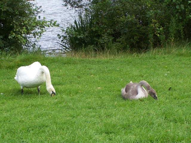 [Swans - the pen with a cygnet[4].jpg]