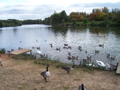 Arrow Valley - Canada Geese, Swans, Mallard ... Late September - evening