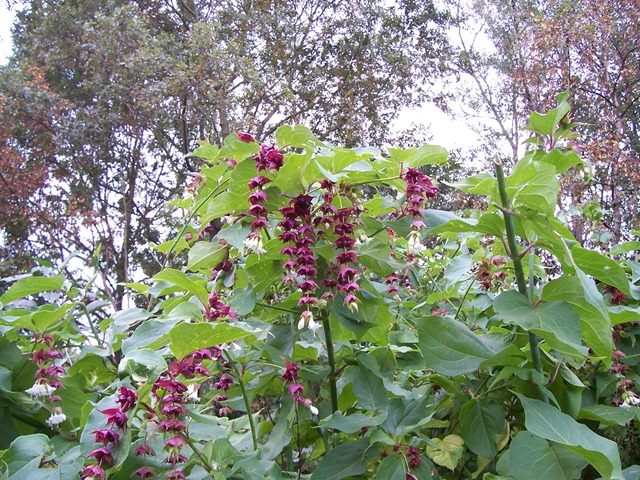 [Leycesteria formosa - Pheasant berry, Himalayan honeysuckle, Himalayan nutmeg, Flowering nutmeg[7].jpg]