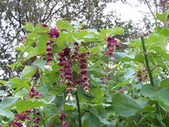 Pheasant berry - Himalayan honeysuckle, Leycesteria formosa, Himalayan nutmeg, Flowering nutmeg
