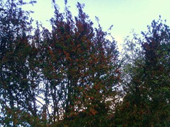 Yew tree in full berry