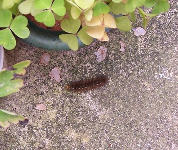 [Garden Tiger Moth - Caterpillar[4].jpg]