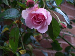 Pink fragrant rose in November