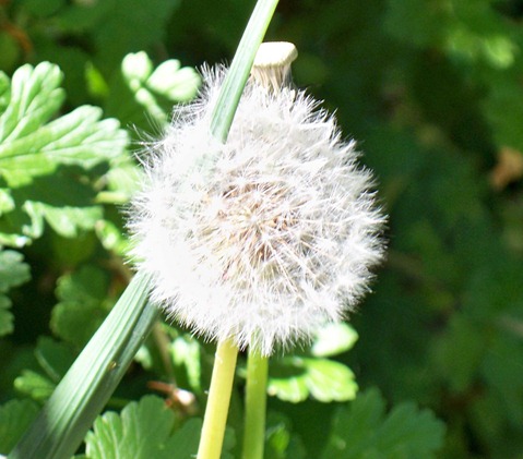 Dandelion seed-head or clock