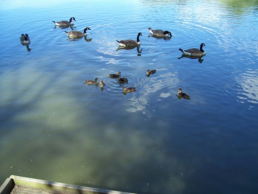 Ducklings - the young of the Mallard - swimming around Canada geese