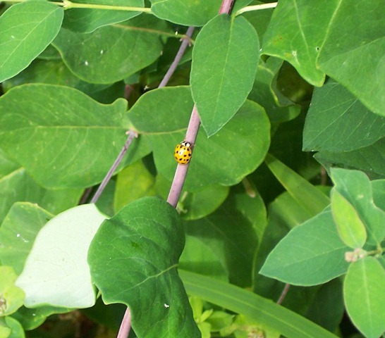 [Harlequin ladybird 1[3].jpg]