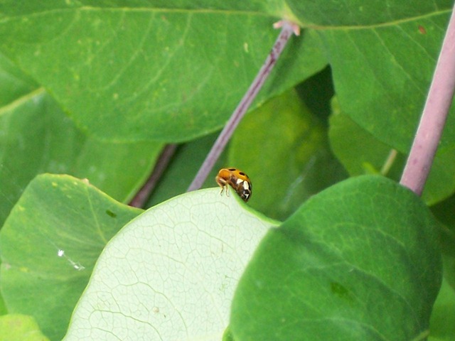 [Harlequin ladybird underneath 1[6].jpg]
