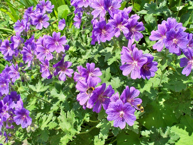 [Blue geranium - hardy perennial attracts the bumble bees[3].jpg]