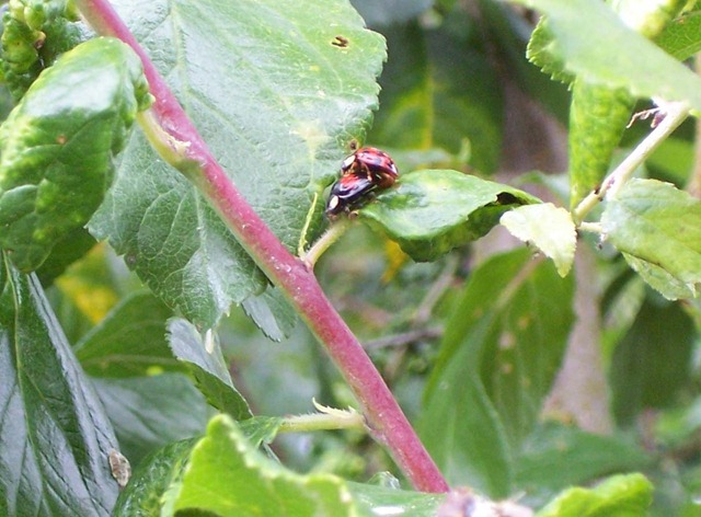 [Ladybirds mating[3].jpg]