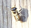 The bee