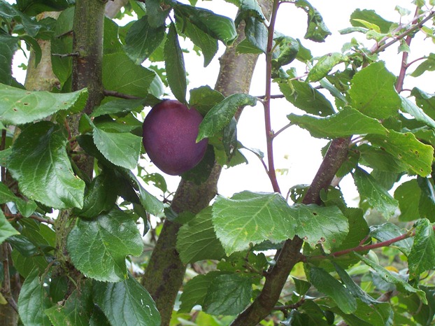 Large - apple or egg size plum