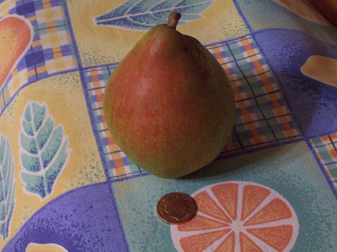 Ripe Williams' Pear