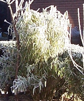 Bamboo covered in hoarfrost