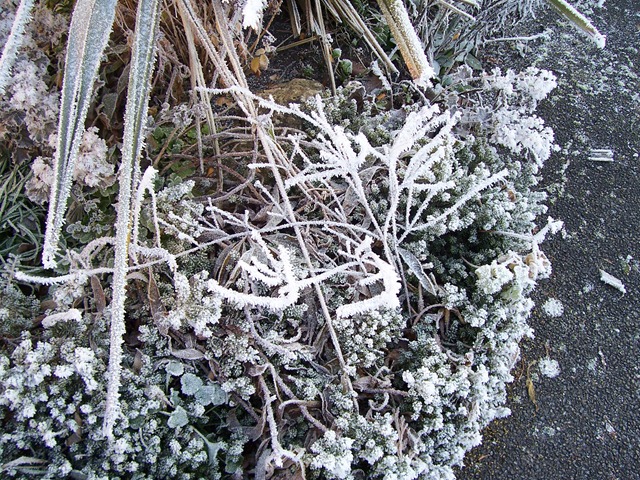 [The garden border plants covered in hoarfrost[4].jpg]