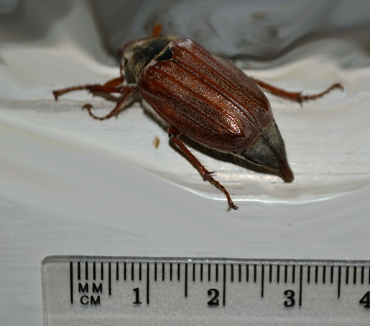Cockchafer or May-bug - Melololntha melolontha