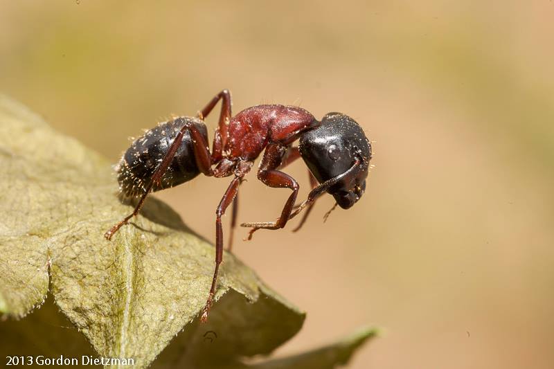 New York Carpenter Ants