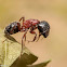New York Carpenter Ants
