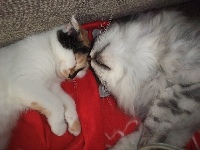DSCF1949.JPG