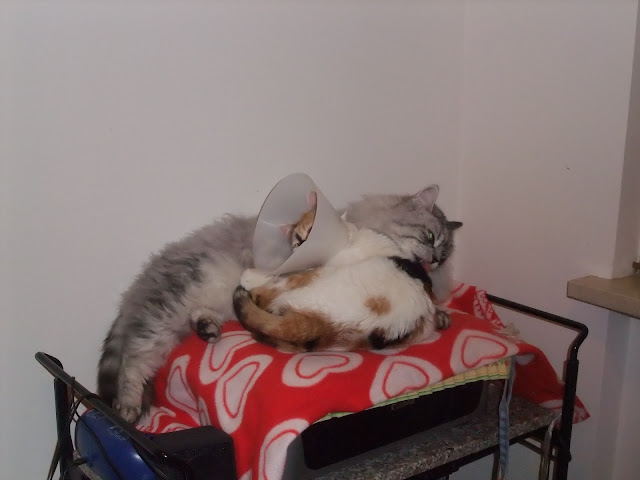 DSCF2133.JPG