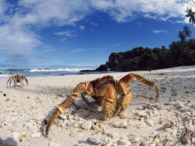 [Coconut Crabs, Christmas Island[10].jpg]