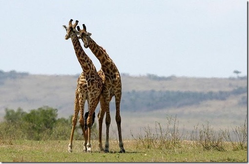 girafe indragostite