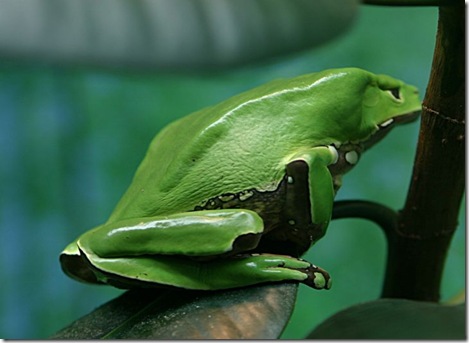 724px-Giant_Waxy_Monkey_Frog