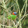 Saira-de-lenço (Red-necked Tanager)