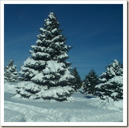 pine tree snow covered group