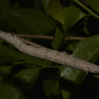 Caterpillar