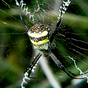 by Sanjay Dhar - Animals Insects & Spiders