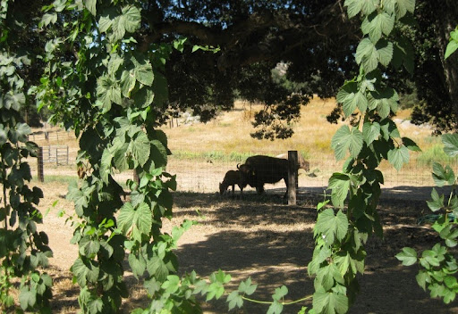 Hop Vines and Bison at Star B Ranch