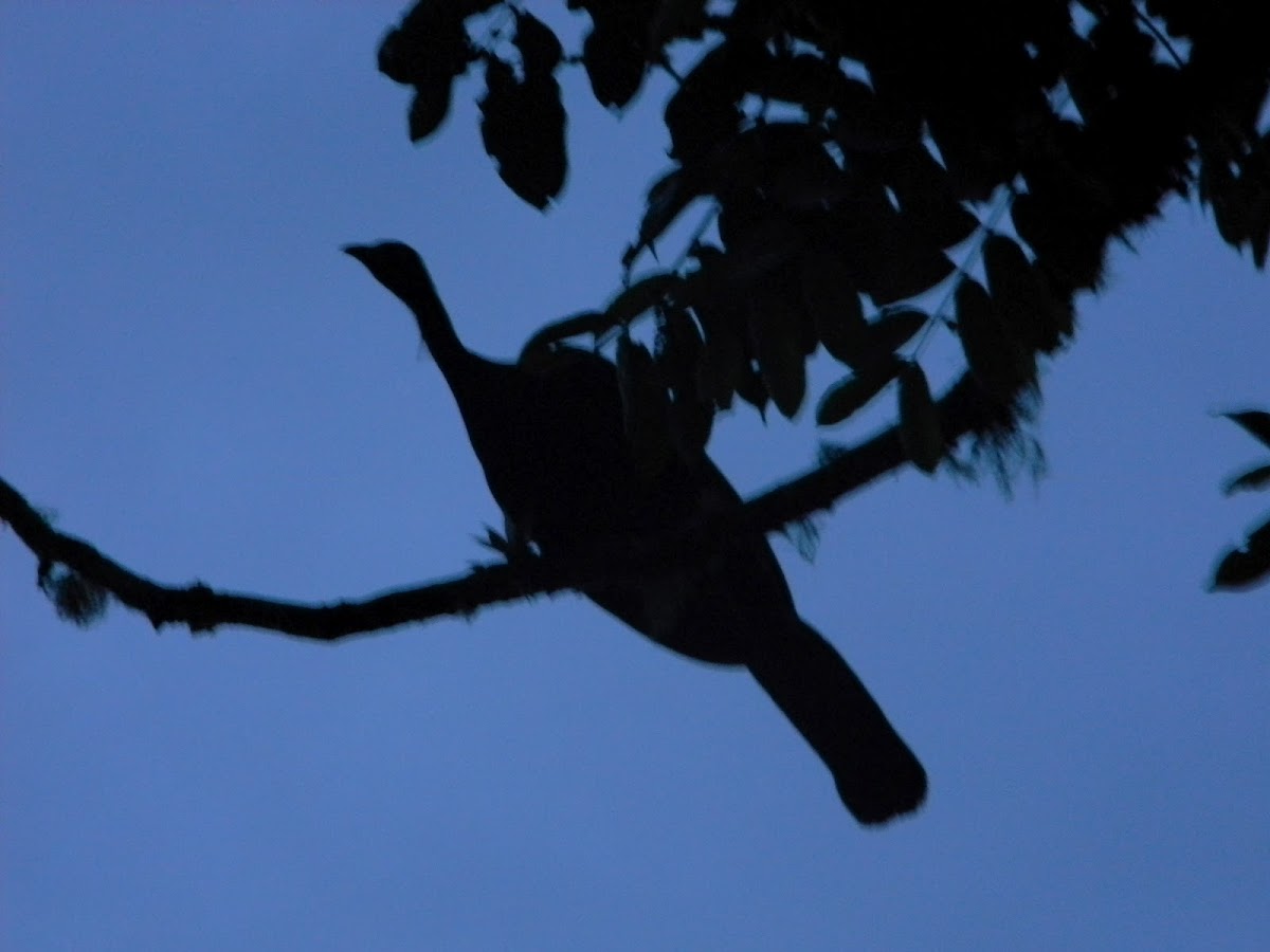 pava negra - wattled guan