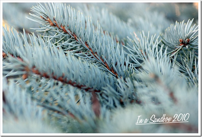 blue spruce branches with logo