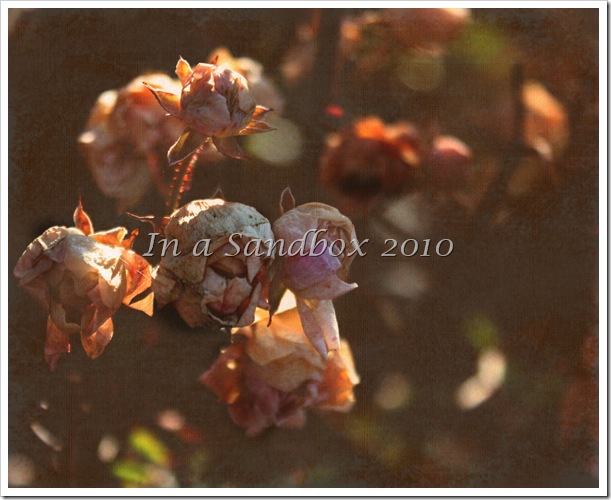 edited Faded roses