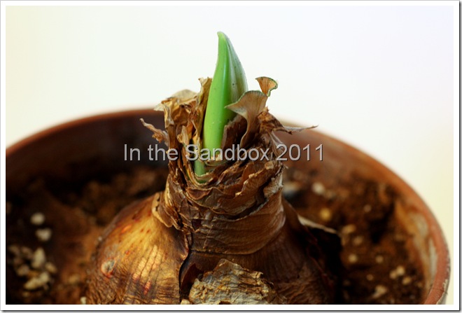 Amaryllis bulb 2-25