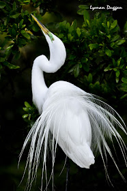DSC_0130cs.jpg