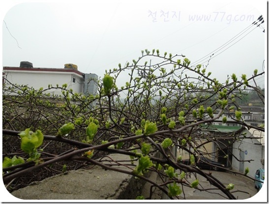 철천지DSC08566-20110507