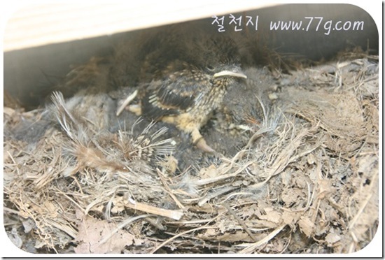 철천지IMG_9983-20110521-102818