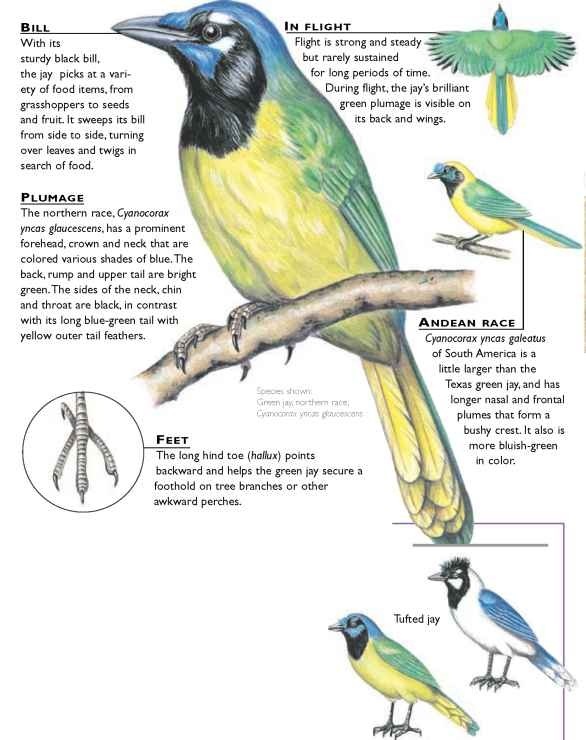Green Jay (Birds)