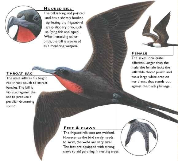 Magnificent Frigatebird Birds