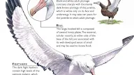 Wandering Albatross Wingspan - Wandering Albatros Feel Upwind Polarjournal, Maybe you would like to learn more about one of these?