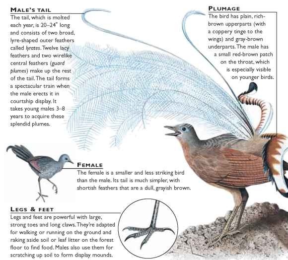 superb lyrebird birds