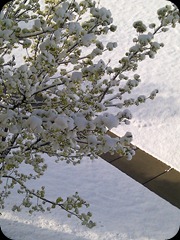 4-29-2011 spring snow (1)